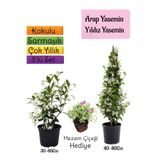Gardenbox Kokulu Arap Yasemini, Yıldız Yasemin Fidanı, Mezem Çiçeği 3'lü Peyzaj Seti