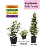 Gardenbox Kokulu Arap Yasemini, Yıldız Yasemin Fidanı, Mezem Çiçeği 3'lü Peyzaj Seti