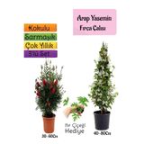 Gardenbox Kokulu Arap Yasemini+Kırmızı Fırça Çalısı+Itır Çiçeği Hediyeli 3'lü Bahçe Seti