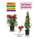 Gardenbox Kokulu Arap Yasemini+Turuncu Acem Borusu Çiçeği+Mini Gül Hediyeli 3'lü Bahçe Seti