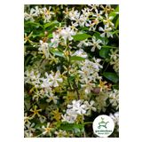 Gardenbox Kokulu Arap-Yıldız Yasemin Çiçeği 1 ADET Saksılı/Tüplü 30-60Cm Bahçe Çiçeği