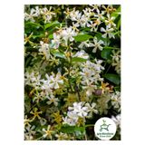 Gardenbox Kokulu Arap-Yıldız Yasemin Çiçeği, Saksılı, 30-60 cm, Bahçe Çiçeği