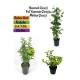 Gardenbox Kokulu Bahçe Seti, Hanımeli Fidanı, Melisa Çiçeği, Ful Yasemin Fidanı, 40-80 cm