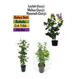 Gardenbox Kokulu Bahçe Seti, Leylak Fidanı + Hanımeli