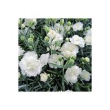 Gardenbox Kokulu Beyaz Karanfil Çiçeği Fidanı, 35-50cm, Saksılı, Bodur Bitkiler