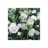 Gardenbox Kokulu Beyaz Karanfil Çiçeği Fidanı, 35-50cm, Saksılı, Bodur Bitkiler