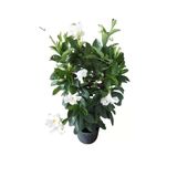 Gardenbox Kokulu Beyaz Mandevilla Sarmaşığı, Tül Kuşkonmaz, Canlı İç Mekan Bitkisi