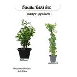 Gardenbox Kokulu Bitki Seti, Filbahri + Hanımeli, Saksılı, 40-60 cm