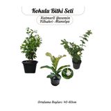 Gardenbox Kokulu Bitki Seti, Manolya + Filbahri + Katmerli Yasemin Çiçeği, 40-60 cm