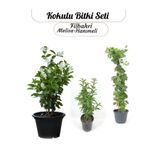Gardenbox Kokulu Çiçek Seti, Melisa, Hanımeli Sarmaşık, Filbahri