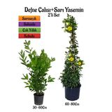 Gardenbox Kokulu Defne Çalısı Fidanı + Sarı Yasemin Çiçeği Fidanı 2'li Bahçe Peyzaj Seti