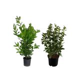 Gardenbox Kokulu Defne Çalısı Fidanı + Viburnum Kartopu Çiçeği 2'li Set Saksılı Bahçe Bitkisi