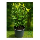 Gardenbox Kokulu Defne Fidanı Aromatik Defne Ağacı Bitkisi Laurus Nobilis 45-60 Cm