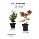 Gardenbox Kokulu Filbahri Philadelphus ve Kırmızı Oya Ağacı Fidanı Seti, Bahçe Çiçeği, 40-60 cm