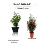 Gardenbox Kokulu Filbahri Sarmaşığı + Fıçra Çalısı Bahçe Bitkisi Saksılı, 40-60cm