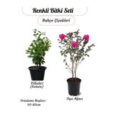 Gardenbox Kokulu Filbahri Sarmaşığı + Pembe Oya Ağacı Fidanı Saksılı, 40-60 cm