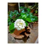 Gardenbox Kokulu Ful Yasemin, 70-120 cm, 1 Adet Saksılı Çiçekli Bahçe Bitkisi, Jasminum, Beyaz