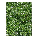 Gardenbox Kokulu Full Yasemin Çiçeği Fidanı, 25-40 cm, Saksılı, Bodur Çiçekli Bitkiler