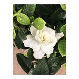 Gardenbox Kokulu Gardenya Çiçeği, Saksılı, 30-50cm, Beyaz, Ev Ofis Bitkisi