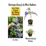 Gardenbox Kokulu Kartopu Çiçeği, Mor Salkım Ağacı Fidanı, Mezem Çiçeği Hediyeli Peyzaj Seti, Çok Renkli, 30-60 cm