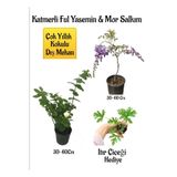 Gardenbox Kokulu Katmerli Ful Yasemin Çiçeği, Mor Salkım Ağacı Fidanı, Itır Çiçeği Hediyeli Set