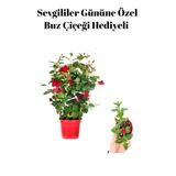 Gardenbox Kokulu Kırmızı Sarmaşık Mandevilla Buz Çiçeği Hediyeli