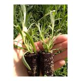 Gardenbox Kokulu Lavanta Fidesi, Mini Boy, 1 Adet, 5-15 cm, Potta