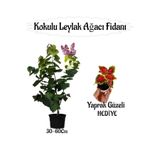 Gardenbox Kokulu Leylak Ağacı Fidanı Saksılı 30-60cm, Yaprak Güzeli Çiçeği Hediyeli