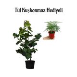 Gardenbox Kokulu Leylak Ağacı Fidanı Saksılı, Kuşkonmaz Çiçeği Hediyeli