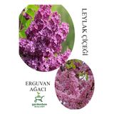Gardenbox Kokulu Leylak Çiçeği Fidanı 30-60cm + Erguvan Ağacı Fidanı 40-80cm, Saksılı, Set
