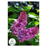 Gardenbox Kokulu Leylak Çiçeği Fidanı, Saksılı, 30-60 cm, Mor