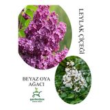 Gardenbox Kokulu Leylak Çiçeği Fidanı Saksılı 30-60cm + Beyaz Oya Fidanı 30-60cm, Set
