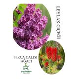 Gardenbox Kokulu Leylak Çiçeği Fidanı Saksılı 30-60cm + Fırça Çalısı Fidanı 30-60cm, Set