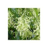 Gardenbox Kokulu Melisa Çiçeği Fidanı, 30-45 cm, Saksılı, Lemon Balm