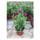 Gardenbox Kokulu Mor Ebruli Karanfil Çiçeği 15-25 CM Saksılı Bahçe Balkon Çiçeği