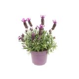 Gardenbox Kokulu Mor Lavanta Fidanı, Tül Kuşkonmaz Süslemeli