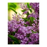 Gardenbox Kokulu Mor Leylak Fidanı, 40-60 cm, Saksılı Bahçe Bitkisi