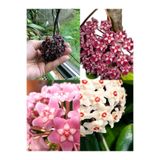 Gardenbox Kokulu Mum Çiçeği Bitkisi (Hoya) 4 Adet Saksılı 10-20cm İç Mekan Salon Bitkisi