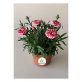 Gardenbox Kokulu Pembe Ebruli Karanfil Çiçeği, 15-25 CM Saksılı, Bahçe Balkon Çiçeği