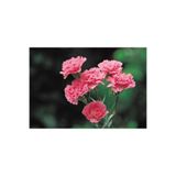 Gardenbox Kokulu Pembe Karanfil Çiçeği, 20-30 cm, Tüplü Çiçekli Bodur Bitkiler, Carnation