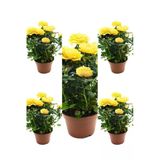 Gardenbox Kokulu Sarı Gül Fidanı, 5 Adet Saksılı, 30-65 cm