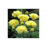 Gardenbox Kokulu Sarı Karanfil Çiçeği Fidanı, 25-40 cm, Saksılı, Bodur Bitkiler