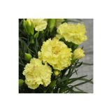 Gardenbox Kokulu Sarı Karanfil Çiçeği Fidanı, 30-45 cm, Saksılı, Bodur Bitkiler