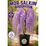 Gardenbox Kokulu Sarmaşık Mor Salkım Ağacı Fidanı 1 ADET Saksılı 40-60Cm Dış Mekan Bitkisi