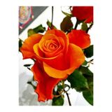 Gardenbox Kokulu Turuncu Bulgar Gülü Fidanı, Saksılı, 40-60 cm, Bahçe Bitkisi