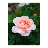 Gardenbox Kokulu Yavruağzı Yediveren Gül Fidanı, Saksılı, 40-50 cm, Çiçekli Bodur Bitkiler, Rose