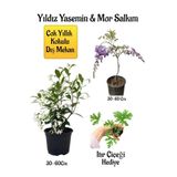 Gardenbox Kokulu Yıldız Yasemin Çiçeği, Mor Salkım Ağacı Fidanı, İtır Çiçeği Hediyeli Peyzaj Seti, Çok Renkli