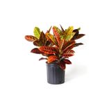 Gardenbox Kraton Bitkisi 60 Cm, Canlı İç Mekan Bitkisi