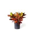 Gardenbox Kraton Çiçeği Bitkisi, Sarı Milii Hediyeli, İç Mekan Bitkisi