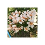 Gardenbox Krem Zakkum Çiçeği Fidanı, 40-80 cm, Tüplü, Dış Mekan Ağacı